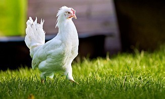 Россельхознадзор нашел листерии в мясе птицы двух белорусских компаний