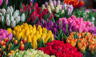 МАРТ проверил продавцов цветов в канун 8 Марта. Какие нарушения нашли