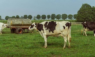 Более 200 организаций получат субсидии на строительство профилакториев для телят