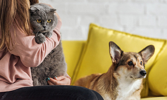 Многие номера заняты до осени. Как в Минске работают гостиницы для домашних питомцев