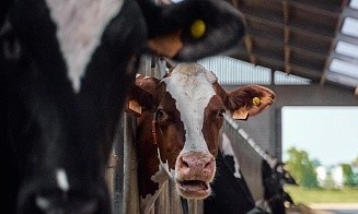 Какие надбавки за продажу мяса и молока получат белорусы в 2026 году 