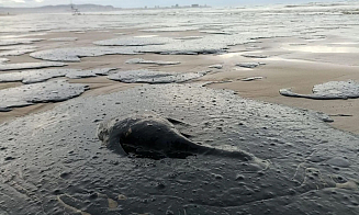 Ущерб от разлива мазута в Черном море оценили почти в $1 млрд