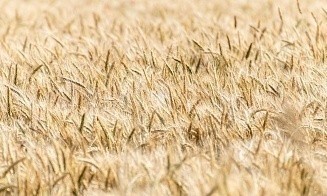 В Минсельхозпроде рассказали, как пошлины ЕС на зерно повлияют на экспорт Беларуси