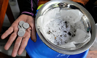 На Филиппинах можно получить деньги за убитых комаров