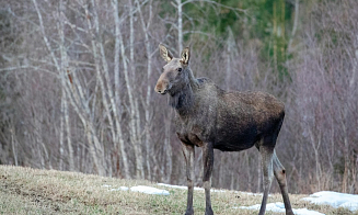Сплошные заборы и обочины без деревьев. В Беларуси предложили, как уменьшить ДТП с животными
