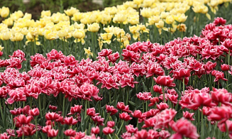 «Сентиментальная ценность», Бетховен и цветущие тюльпаны: афиша с 9 по 15 марта