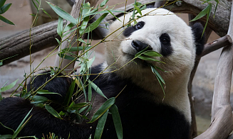 Китай заберет у Японии всех панд из-за обострения отношений