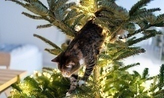 Сколько будут стоить елки в этом году. Ответили в МАРТ