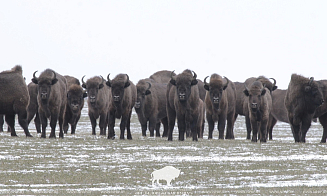 В Беловежской Пуще подсчитали всех зубров. За год их стало больше