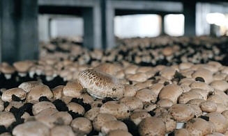 Брестский производитель шампиньонов «Бонше» откроет новое производство в Витебской области