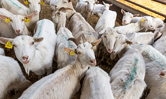Беда козьей фермы, новые налоги для богатых и письма белорусских отцов — неделя за 3 минуты