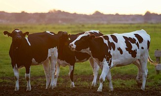 Выпуск сельхозпродукции в I квартале вырос в Беларуси на 2,6%