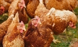 Продукцию крупной белорусской птицефабрики запретили ввозить в Россию