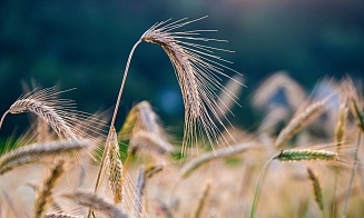 Власти Польши анонсировали эмбарго на сельхозпродукцию из Беларуси и России