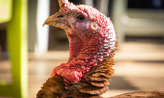 Беларусь будет продавать мясо индейки в Китай