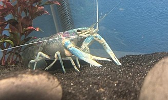 На первой белорусской креветочной ферме начали разводить австралийских раков