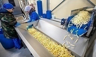 Куда поставляют белорусский картофель фри из Толочина