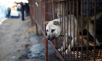 В Южной Корее приняли закон, запрещающий употреблять в пищу собак