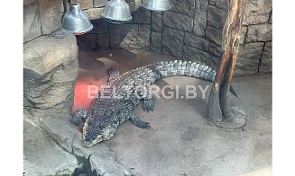 В Минске выставили на торги крокодила