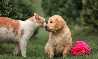 Владельцы собак и котов жалуются на нехватку препарата от клещей. Что происходит?