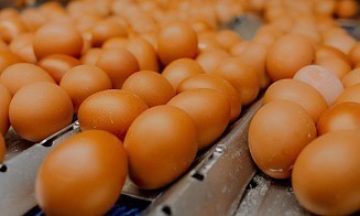 Ученые оценили, насколько белорусы обеспечены молоком, мясом, яйцами и овощами