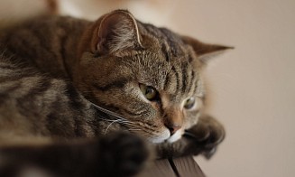 Какие штрафы ввели в Беларуси за выброшенных собак и кошек