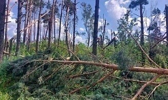Ураган снес в Беларуси 1,5 млн кубометров леса. Куда направят эту древесину
