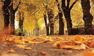 Классическая золотая осень. Синоптики рассказали о погоде на будущей неделе
