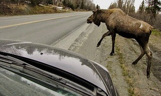 В Беларуси растет число ДТП с дикими животными. Как работает механизм возмещения ущерба