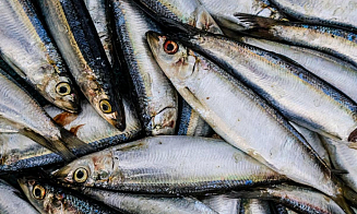 В Беларуси запустят новый комплекс по переработке рыбы 