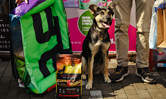 Как Betera объединяет сотрудников, блогеров и спорт ради помощи животным