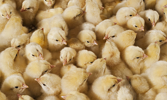 Что происходит с курятиной, цены на новостройки и вакцины от гриппа — неделя за три минуты