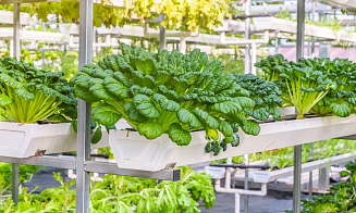 Вертикальные фермы и аквакультура: два тренда, которые меняют агробизнес