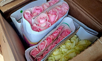 Из Беларуси в Россию в очередной раз не пропустили партию эквадорских роз