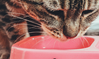 Беларусь оказалась главным покупателем российских кормов для кошек и собак