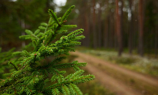 Почти во всех лесах Беларуси — ограничение или запрет на посещение