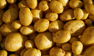 В белорусских магазинах запретили продавать картошку меньше 45 мм