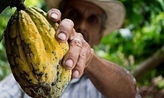 Цены на какао обновили исторический максимум