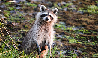 Спустя 35 лет в Беларуси снова поселились еноты-полоскуны