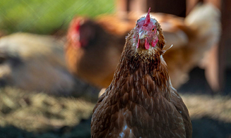«За цыпленка переплачиваем 1 евро». В Минсельхозпроде рассказали о проблемах в птицеводстве