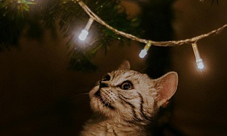 Белорусские компании в 2025 году в три раза увеличили закупки на бирже новогодней атрибутики 