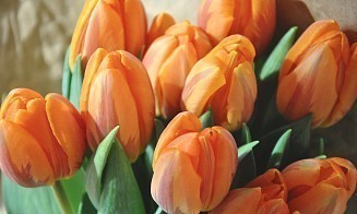 В Беларуси ищут потерпевших от тюльпановых мошенников