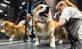Ни одна собака не пострадала! Как мы тестировали робот-пылесос в салоне для животных