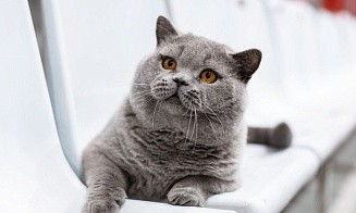 Кота из Беларуси признали одним из самых красивых в мире