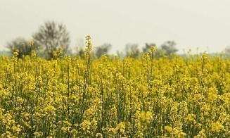 В Витебске запустят производство из рапса, которое снизит стоимость комбикормов для животных