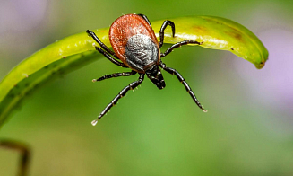 В инфекционке Минска — три пациента с клещевым энцефалитом. Где можно привиться