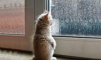 Опять дожди? Какая погода будет в Беларуси в последнюю неделю июня