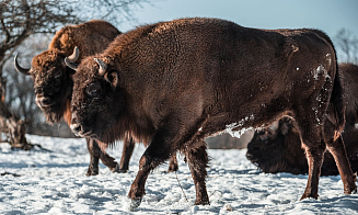 Беловежская Пуща отправит в Россию еще девять зубров