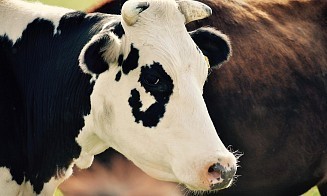 Из-за болезней животных Беларусь запретила ввозить мясо и молоко из 20 российских регионов