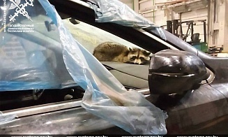 На белорусской таможне в контейнере с автомобилями нашли енота. Он приплыл из США